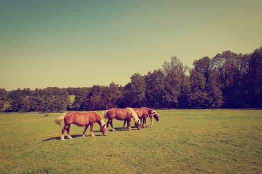 Grazing Horses  in Southern Bavaria, Instagram Effect