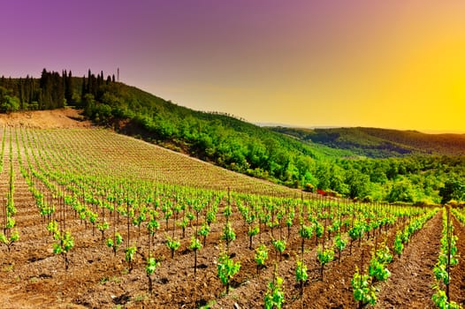Hill of Tuscany with Vineyard at Sunset