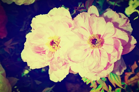 Bouquet of Roses, Instagram Effect