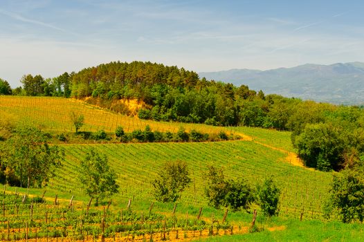 Hill of Tuscany with Young Vineyard in the Chianti Region