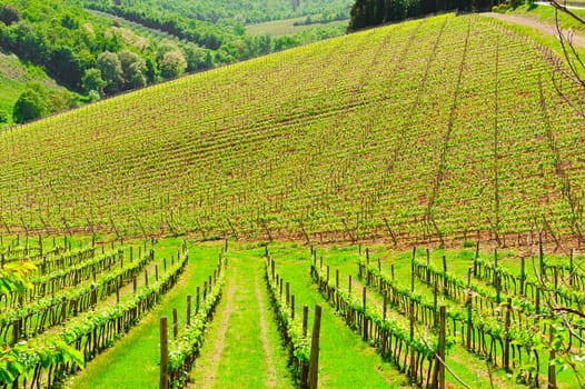 Hill of Tuscany with Young Vineyard in the Chianti Region