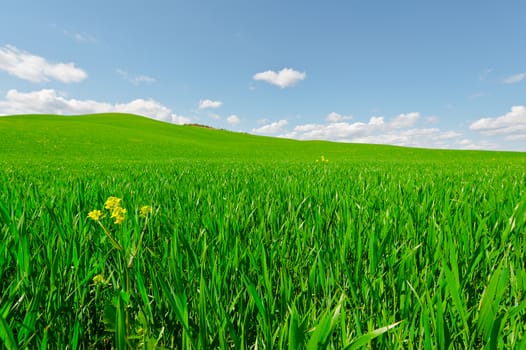 Green Sloping Meadows of Tuscany