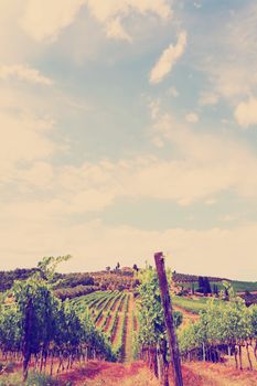 Hill of Tuscany with Vineyard, Instagram Effect