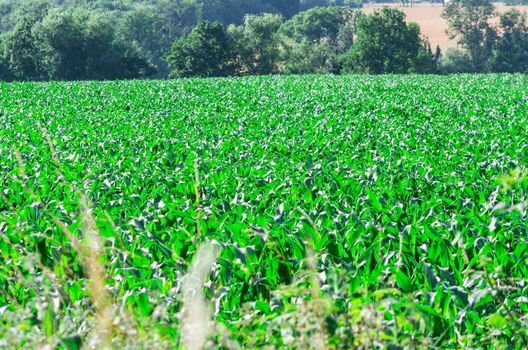 Llarge cornfield in Germany glistens under the setting sun.