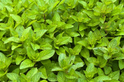 fresh mint in garden