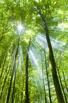 Nature. Green forest with sun and sunlight