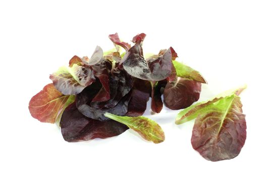 fresh crunchy red lettuce on a bright background