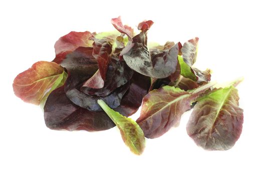 fresh red lettuce on a bright background
