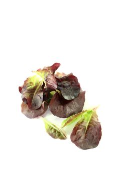 delicious red lettuce on a bright background