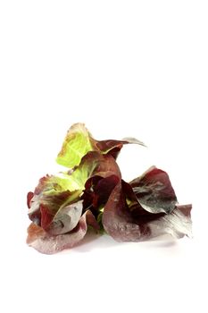 fresh delicious red lettuce on a bright background