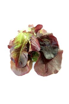 delicious crunchy red lettuce on a bright background