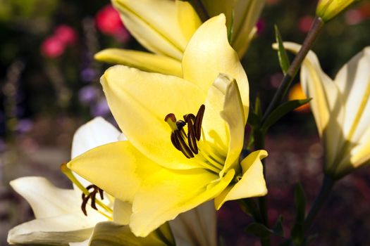   flower beauty yellow lilies. Close up.   flower part