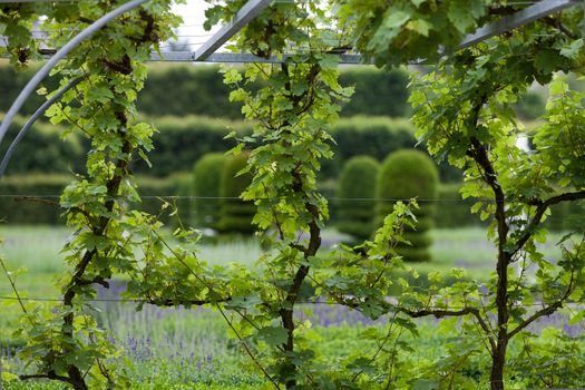 Gardens and Chateau de Villandry  in  Loire Valley in France 