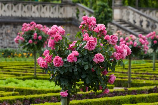 Kitchen garden in  Chateau de Villandry. Loire Valley, France 