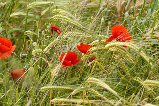 red poppies on the corn-field