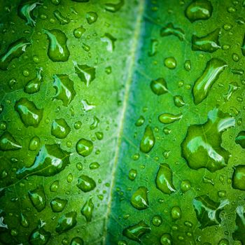 Texture of green leaf with drops of water