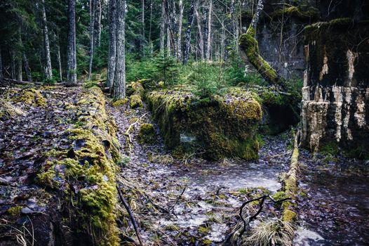 Moss on the old ruins and trunks in coniferous forest