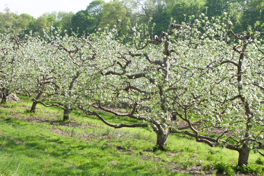 Blossoming apple orchard in spring time with flowers on the trees.