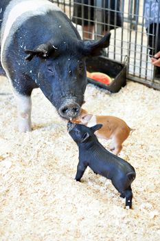 Black baby pig in a pigsty greeting its mother.