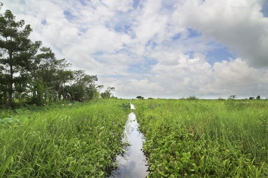 Narrow canal through a swamp in the Irrawaddy Region of Myanmar.