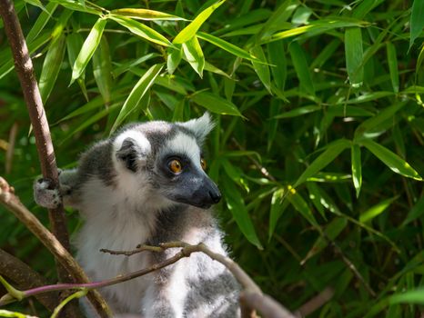 Ring-tailed lemur (Lemur catta) during a summer day