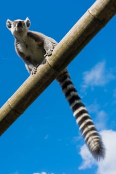 Ring-tailed lemur (Lemur catta) during a summer day