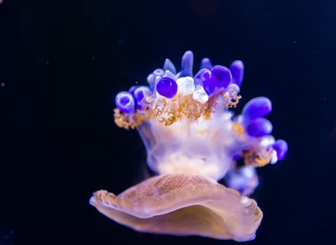 Beautiful jellyfish floating in aquarium water