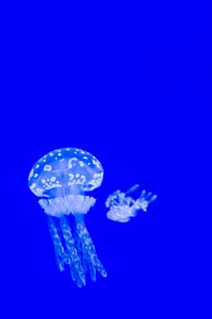 Beautiful jellyfish floating in aquarium water