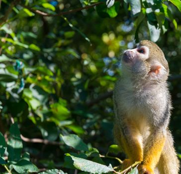 Squirrel monkey playing in the trees during a summer day
