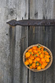 Calendula blossoms in wicker basket on old wooden door background