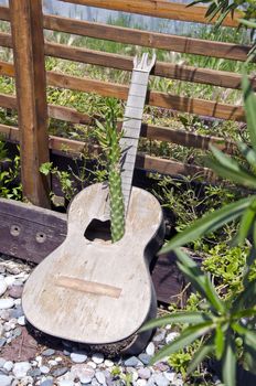 Plant growing through old broken guitar hole