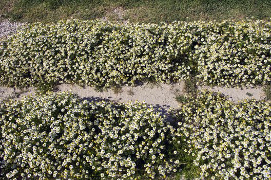 Sunlit chamomile flowering from above  