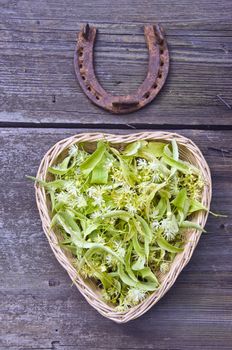 Lime tree blossoms in a heart shaped wicker basket with a rustic horseshoe on wooden background