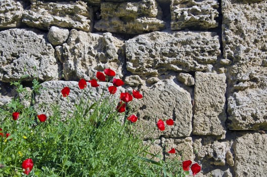 Red beutiful poppies flowering besides old stone wall