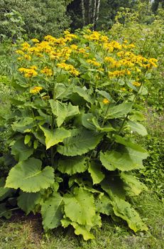 Horse-heal plant flowering in summer farm garden