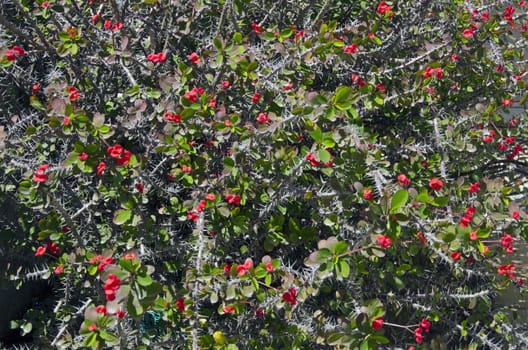 Background of flowering crown of thorns plant