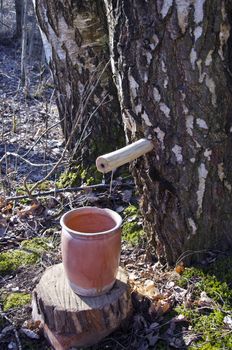 Collecting birch tree sap in springtime  forest