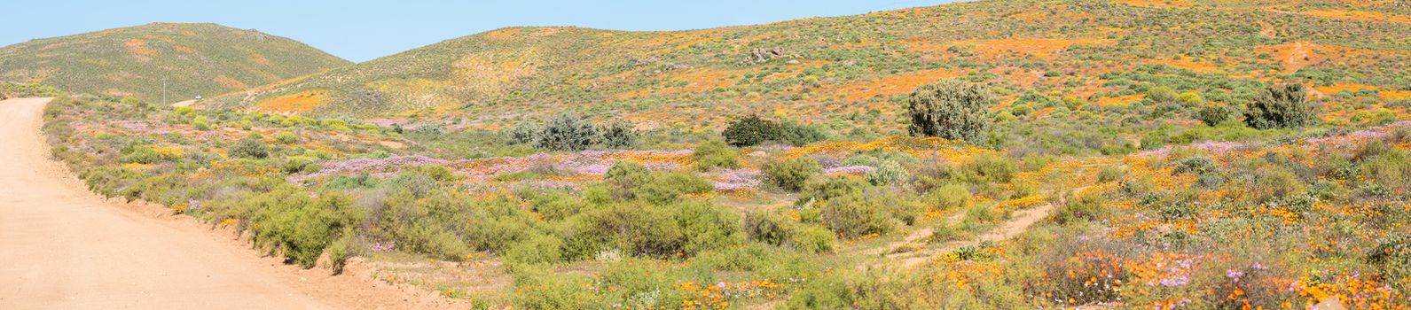 Patches of wild flowers at Stofkraal, a small Nama village near Bitterfontein in the Western Cape Namaqualand