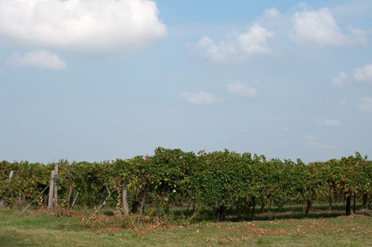 Vineyards of Lambrusco , a typical Italian grape ready to be harvested