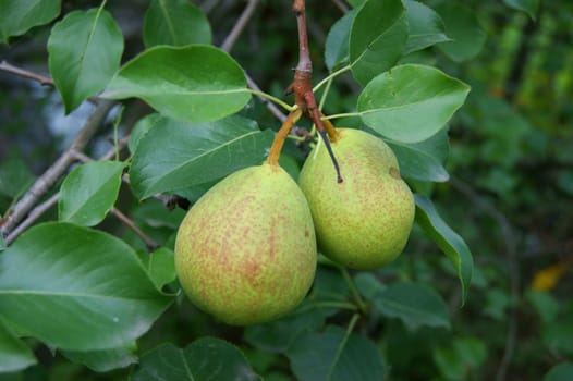 Two ripe and juicy pears on tree amongst sheet