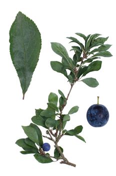 Prunus spinosa twig with detail of berry and leaf isolated on white background.