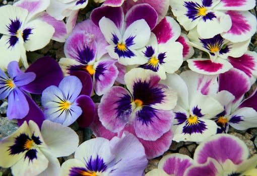 Colorful floral background from flower pansy.Flower Pansy