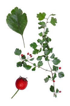 Crataegus with details of leaf and berry isolated on white background.