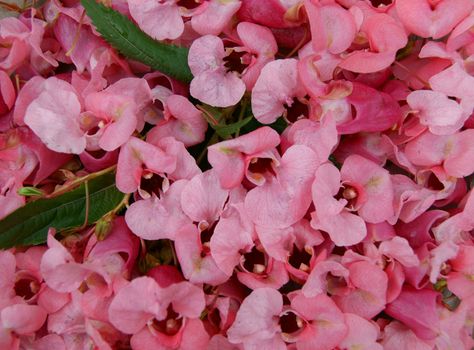 Colorful background from flower and petal of the red colour