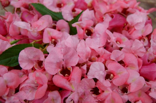 Colorful background from flower and petal of the red colour