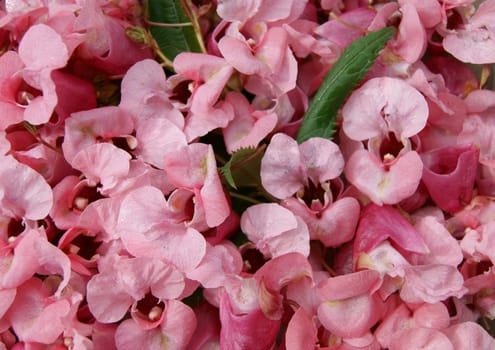 Colorful background from flower and petal of the red colour