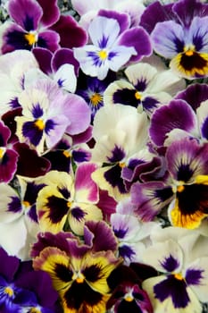 Colorful floral background from flower pansy.Flower Pansy