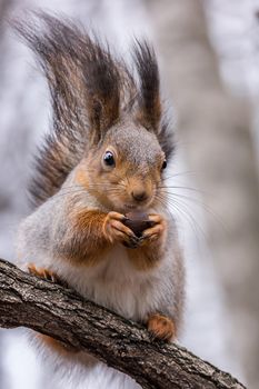 The photograph shows a squirrel 