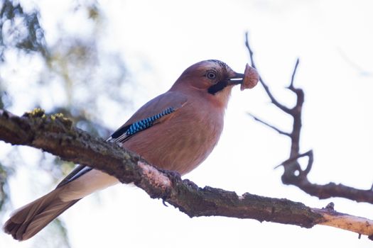 The photo shows jay on a branch