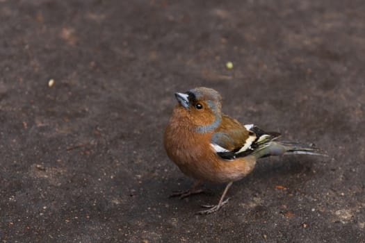 Finch is depicted in the photograph in the grass